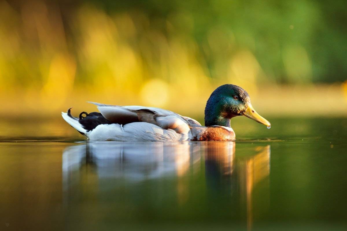 drake, duck, wildlife, Wojciech Grzanka
