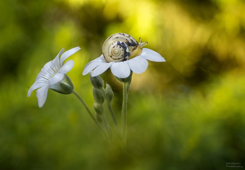 макро, природа, цветы, улитка, боке, macro, nature, flowers, snail, bokeh, *** фото превью