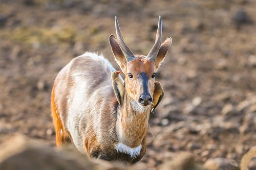 Сережки от кутюр.