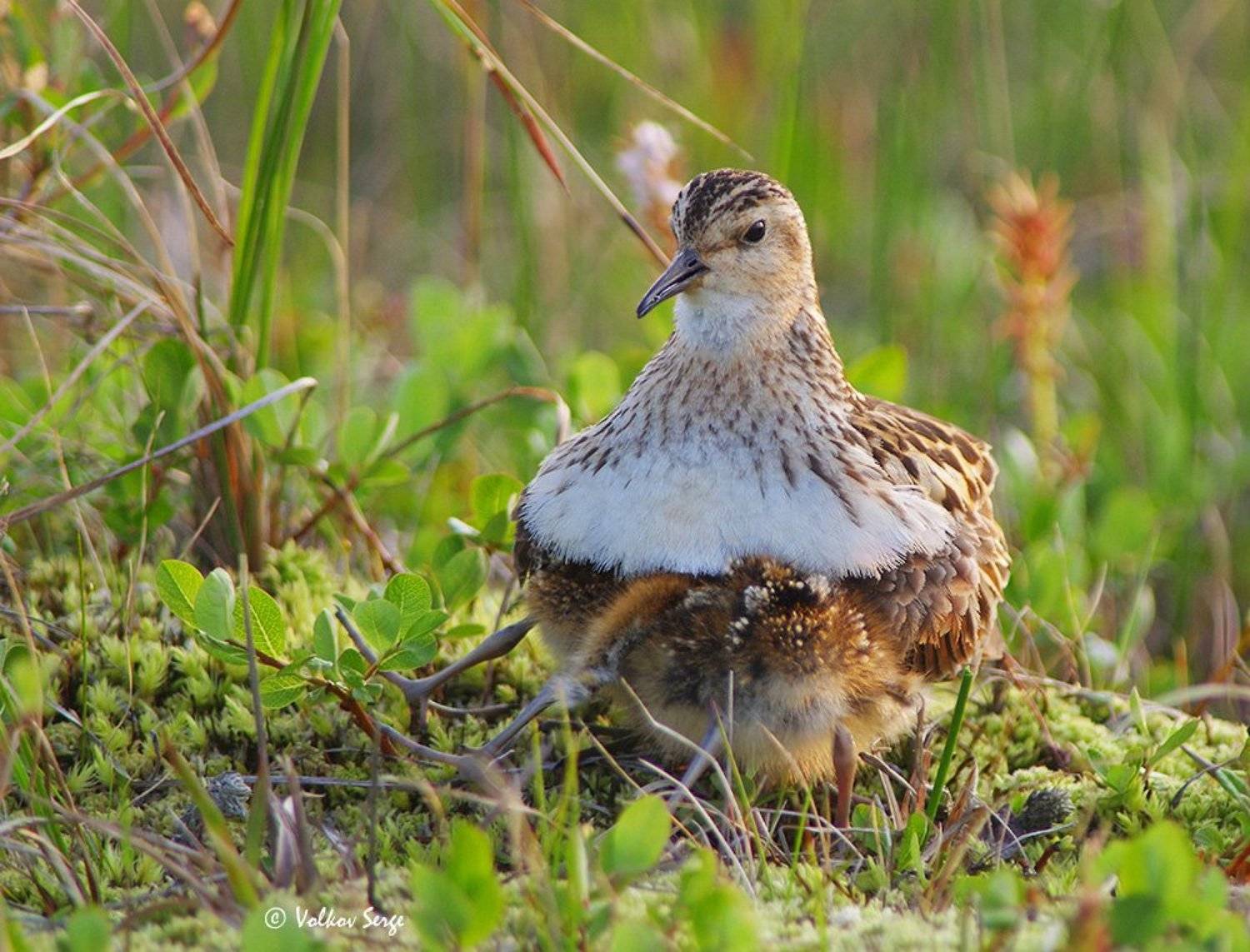 длиннопалый песочник, calidris subminuta, long-toed stint, птицы, кулики, чукотка, природа,, Сергей Волков