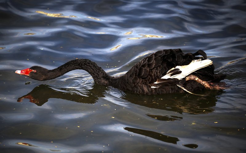 Swan in swim! фото превью