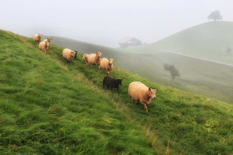 швейцария, альпы, овцы, пастораль, холмы, утро, туман Швейцарская пастораль фото превью