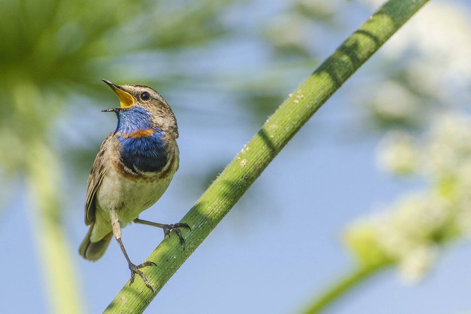 птица, варакушка, самец, Михаил Агеев