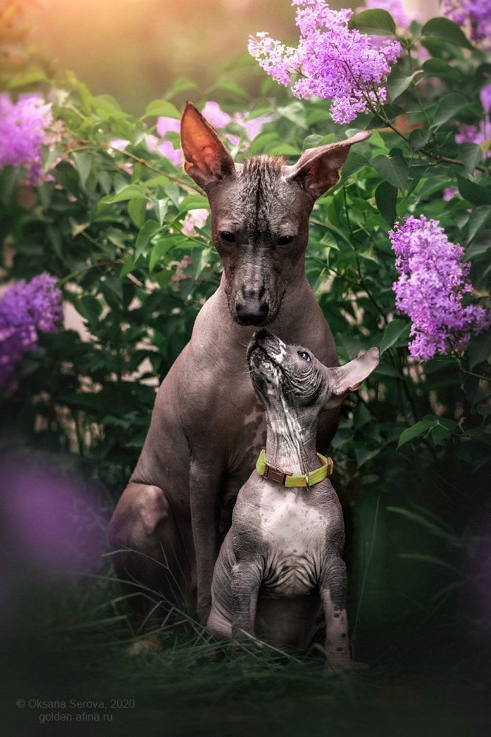 , Оксана Серова