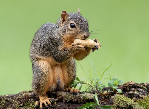 Лисья Белка - Fox Squirrel