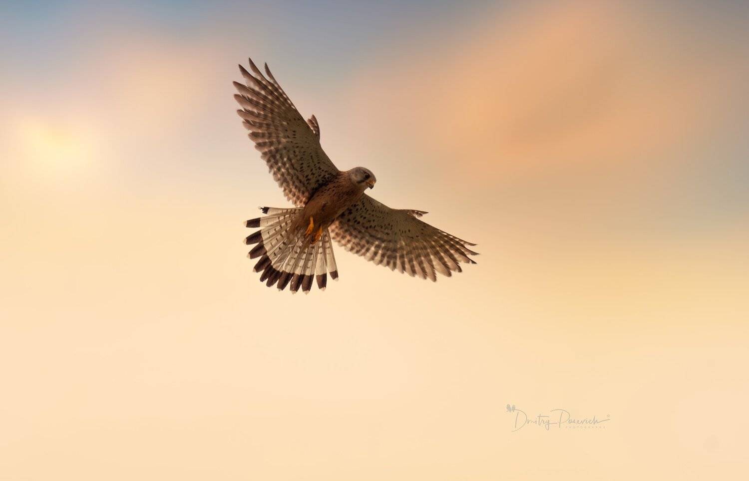 природа, лес, поля, огороды, животные, птицы, макро, Дмитрий Посевич