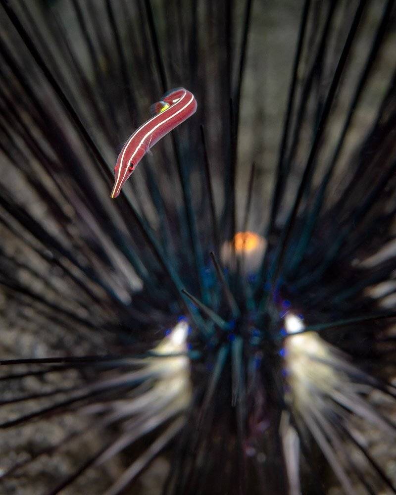 , Андрей Савин