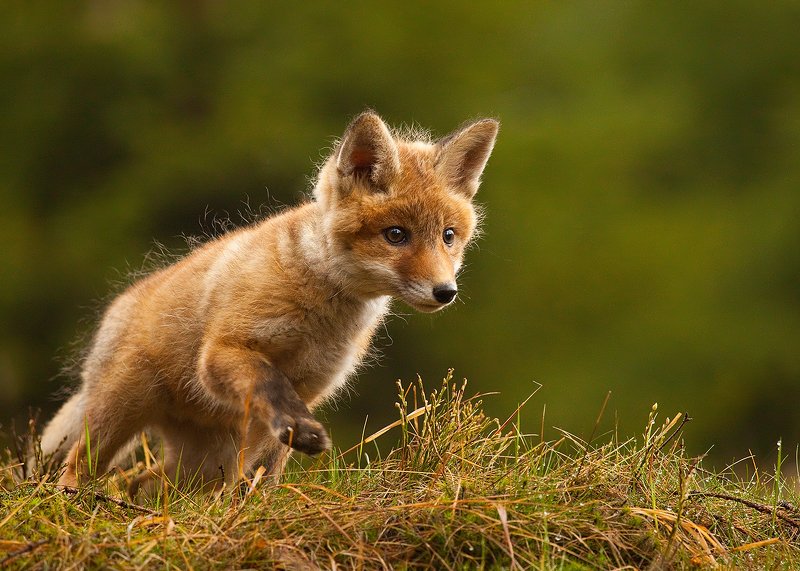 Fox фото превью