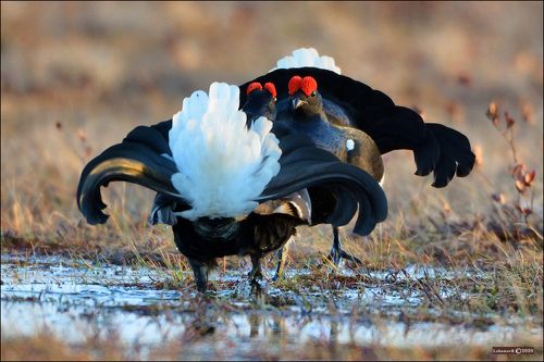 Противостояние