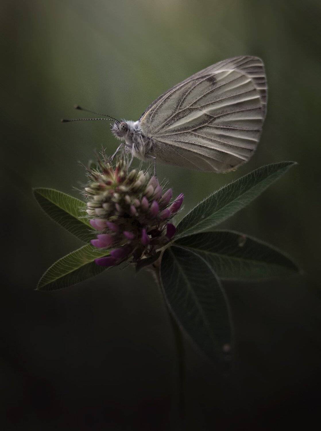 , Баранов Олег