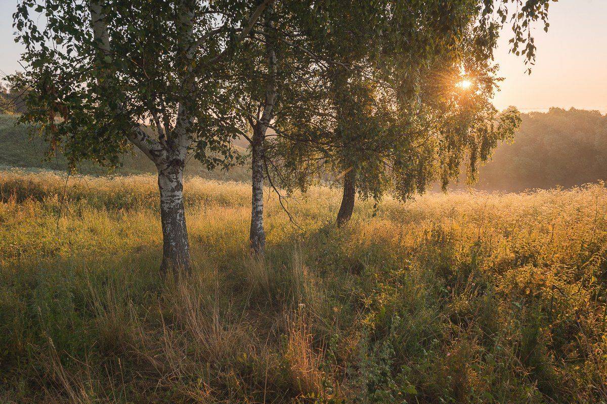 пейзаж,природа,утро,рассвет,березы,красота,туман, Юлия Лаптева