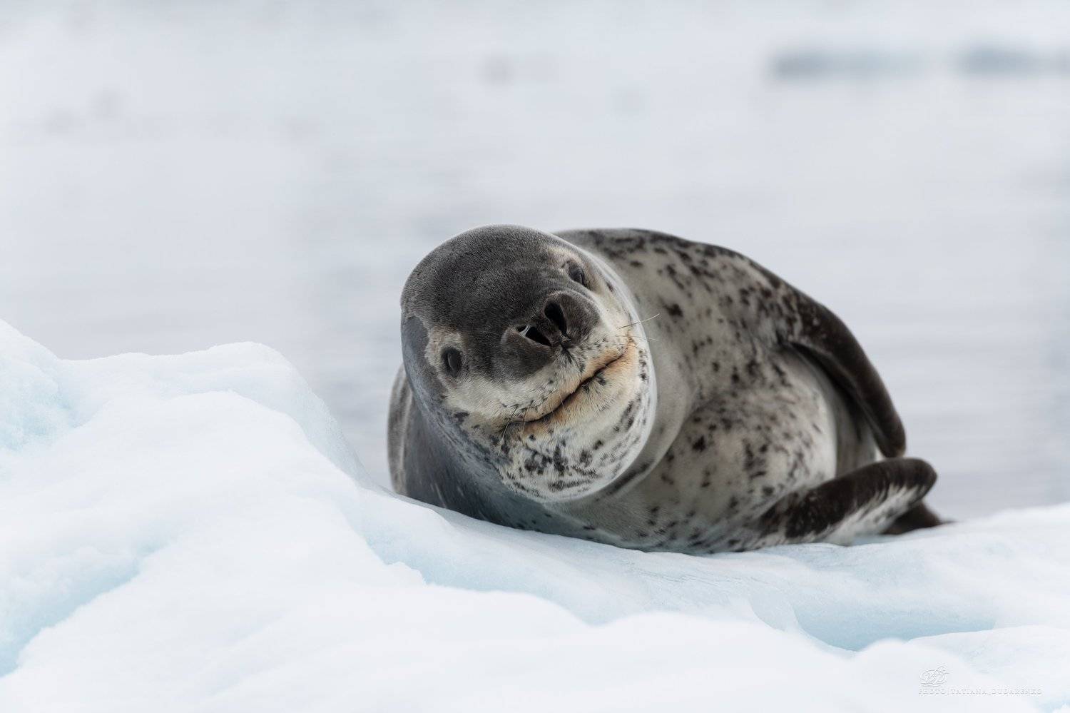 Антарктида, морское животное, , Татьяна Дударенко