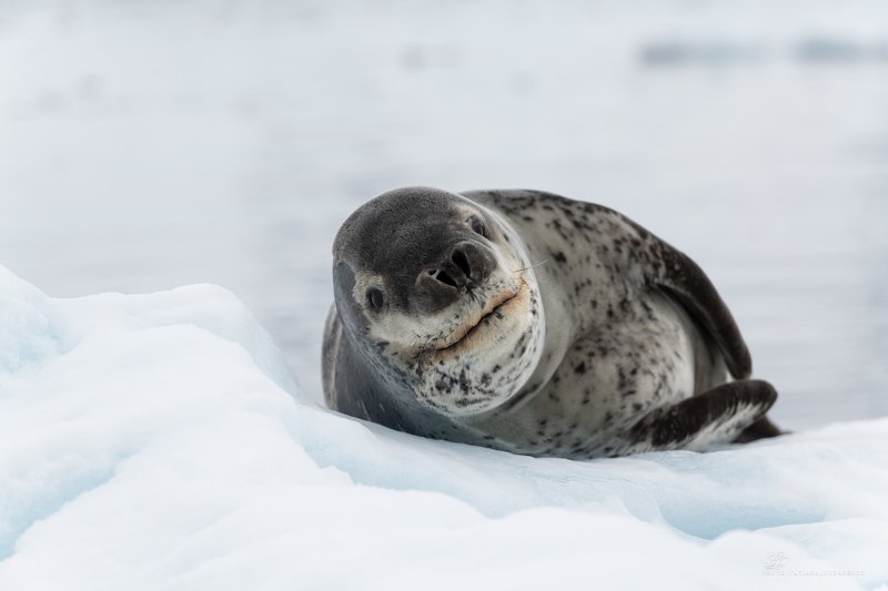 Антарктида, морское животное,  Пляжный отдых фото превью