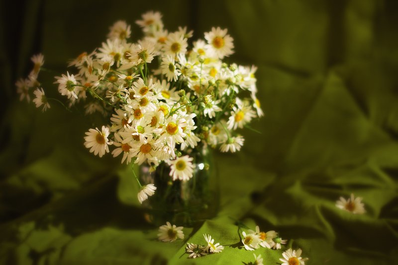 натюрморт Ромашки фото превью