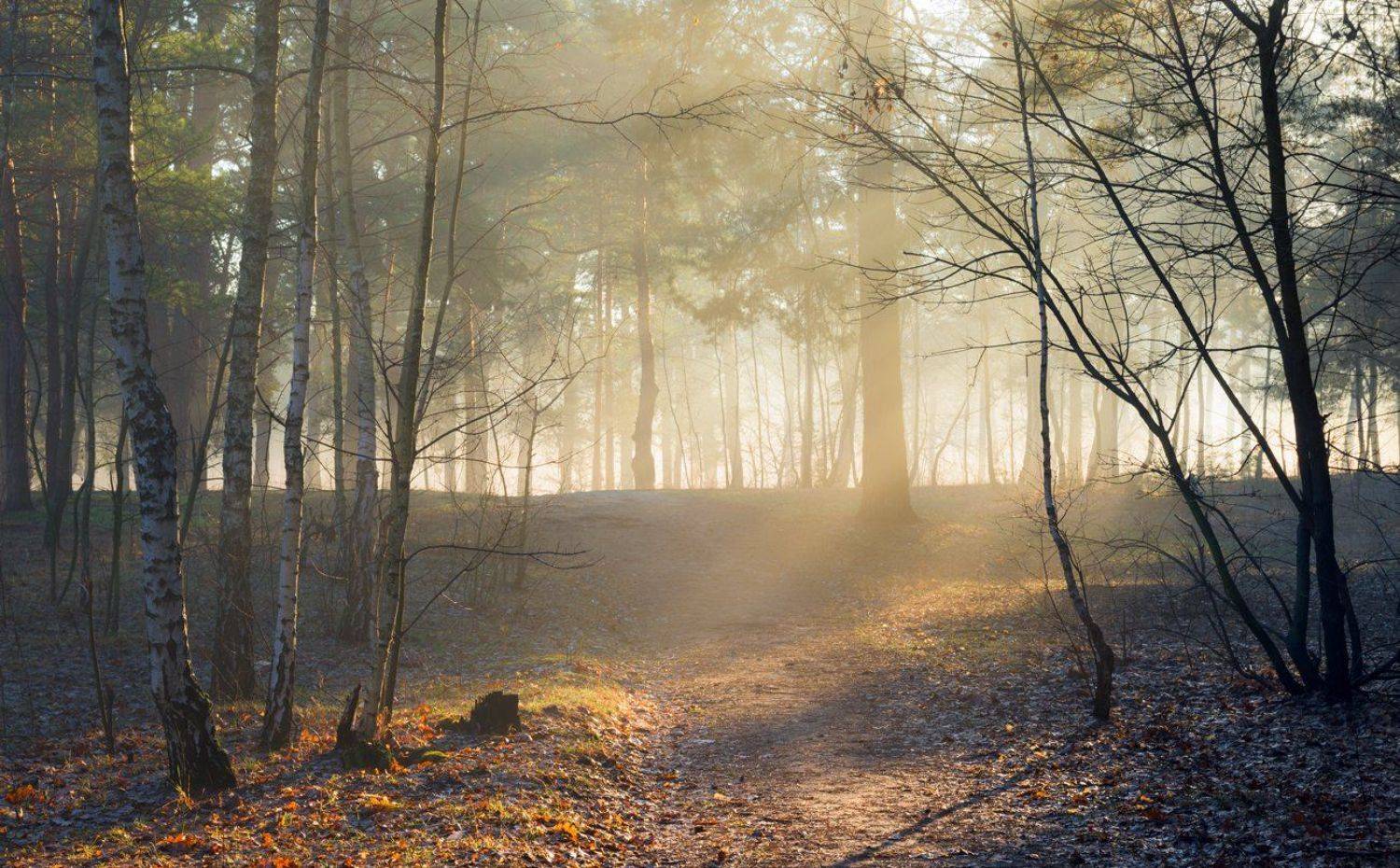 лес, весна, март, утро, рассвет, лучи, туман, испарина, Галанзовская Оксана