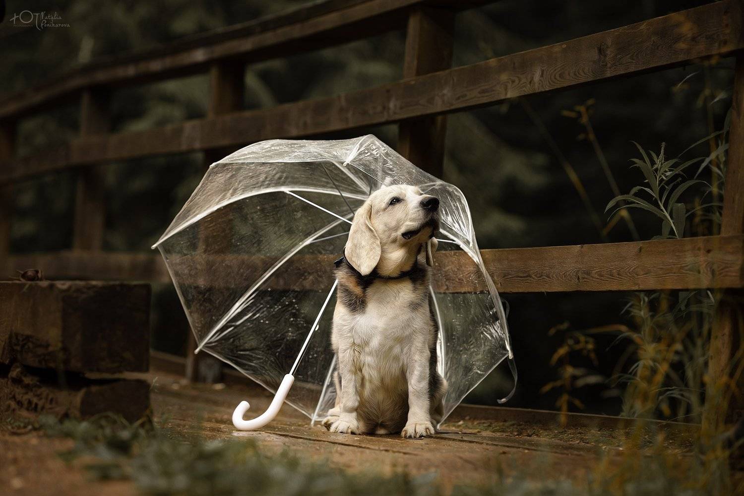 , Наталия Поникарова