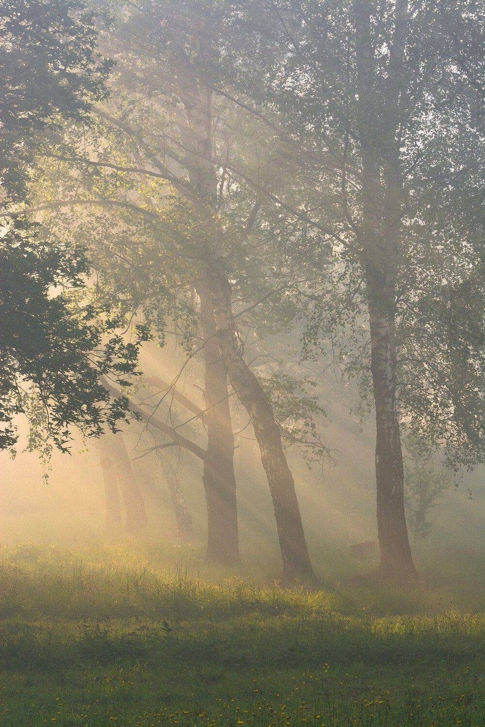 природа рассвет утро, Руслан Сигушин
