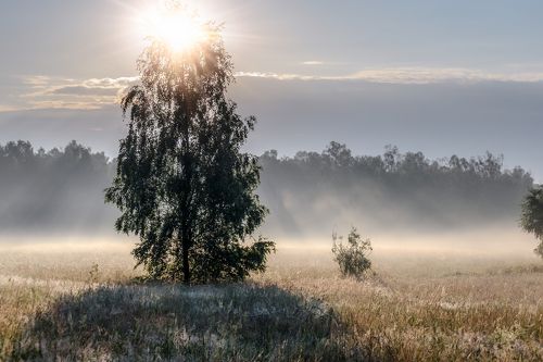 Meadow in the fog in the morning