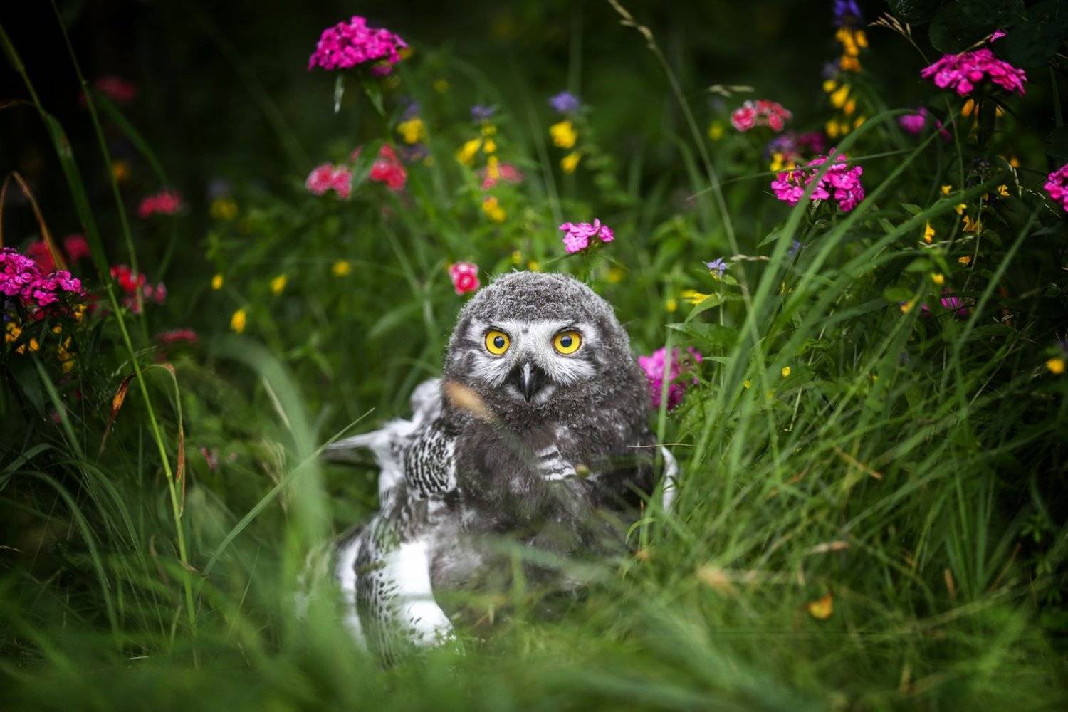 , Андрей Ершов