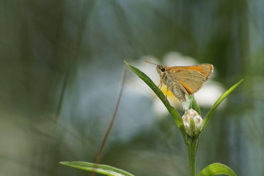 Бабочка, лето, Чепленко Алексей