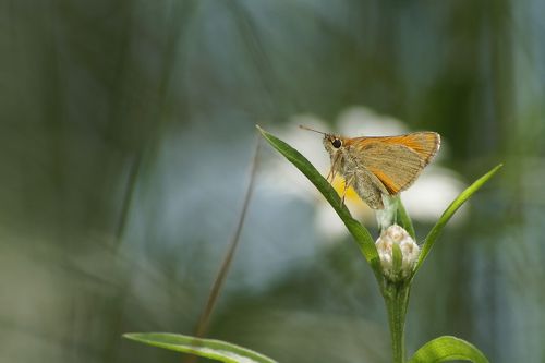 Жарким днём в тени листвы прохладной