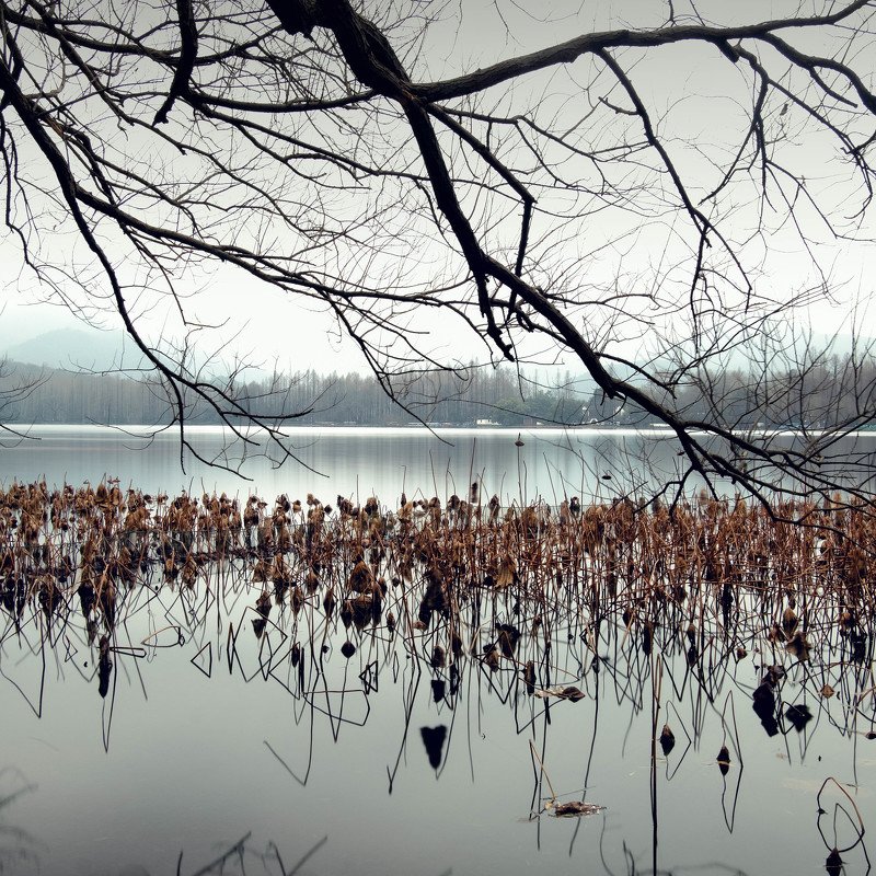 #lotus #xihu #winter Withered Lotus фото превью