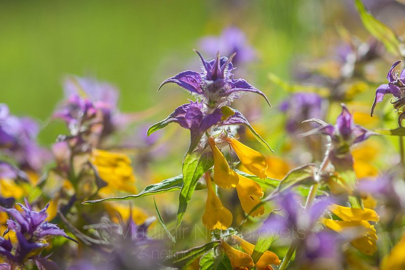natt och dag, wood cow-wheat, Melampyrum nemorosum, flower, plant, blossom, bloom, grass, day, green, yellow, purple The wood cow-wheat (Melampyrum nemorosum) / Марьянник дубравный (Melampyrum nemorosum) фото превью