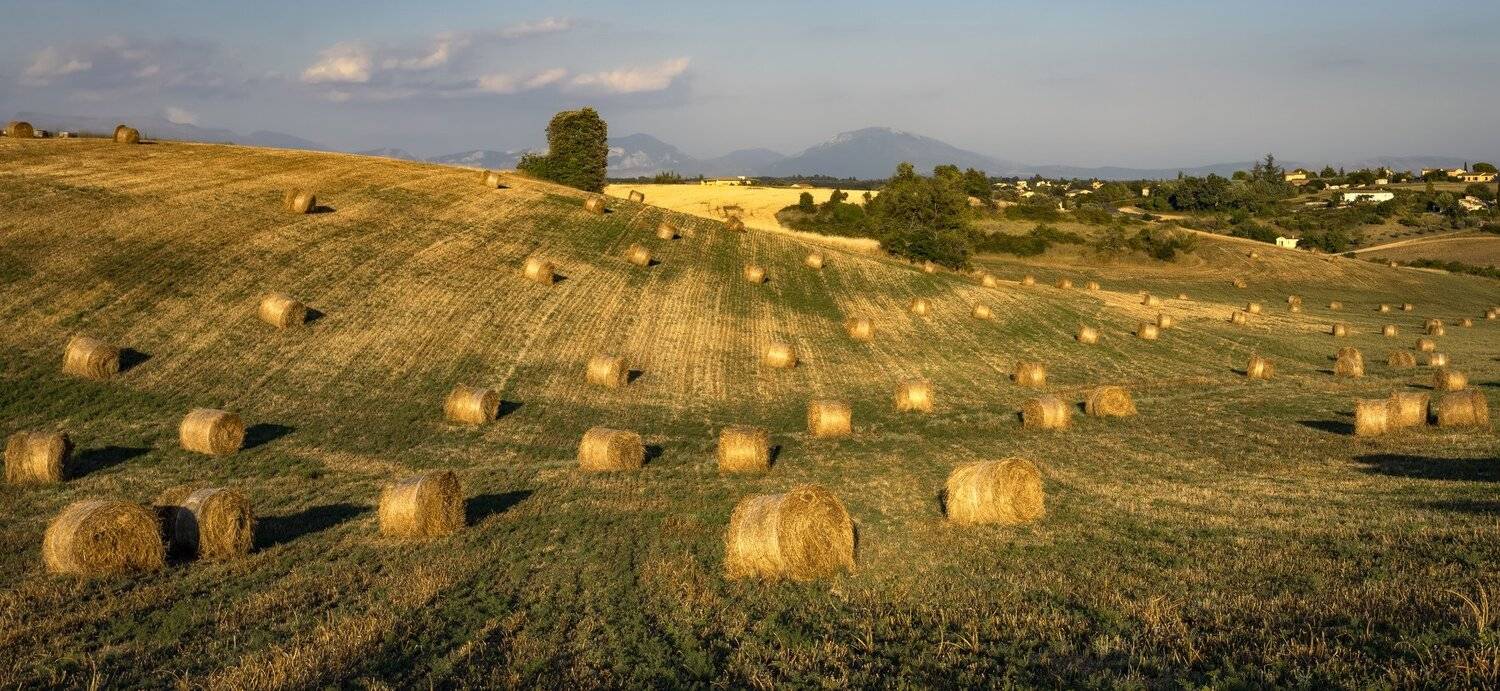 поля, сено, Александр Безмолитвенный