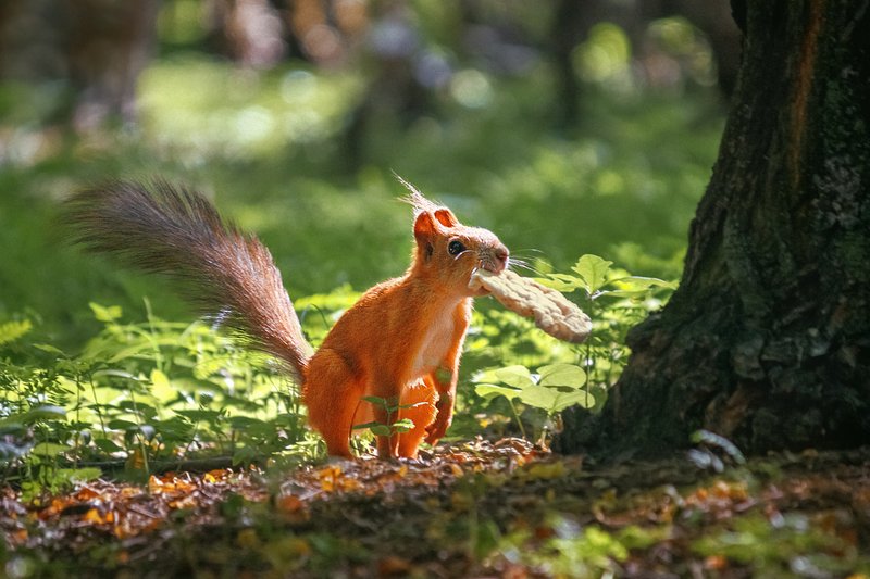 canon 55-250, beautiful, красивый, moment, момент, nature, природа, wildlife, summer, лето, летняя, animal, животное, forest, лесное, fluffy, пушистая, red, рыжая, squirrel, белка, Сытный завтрак в солнечное утро :) фото превью