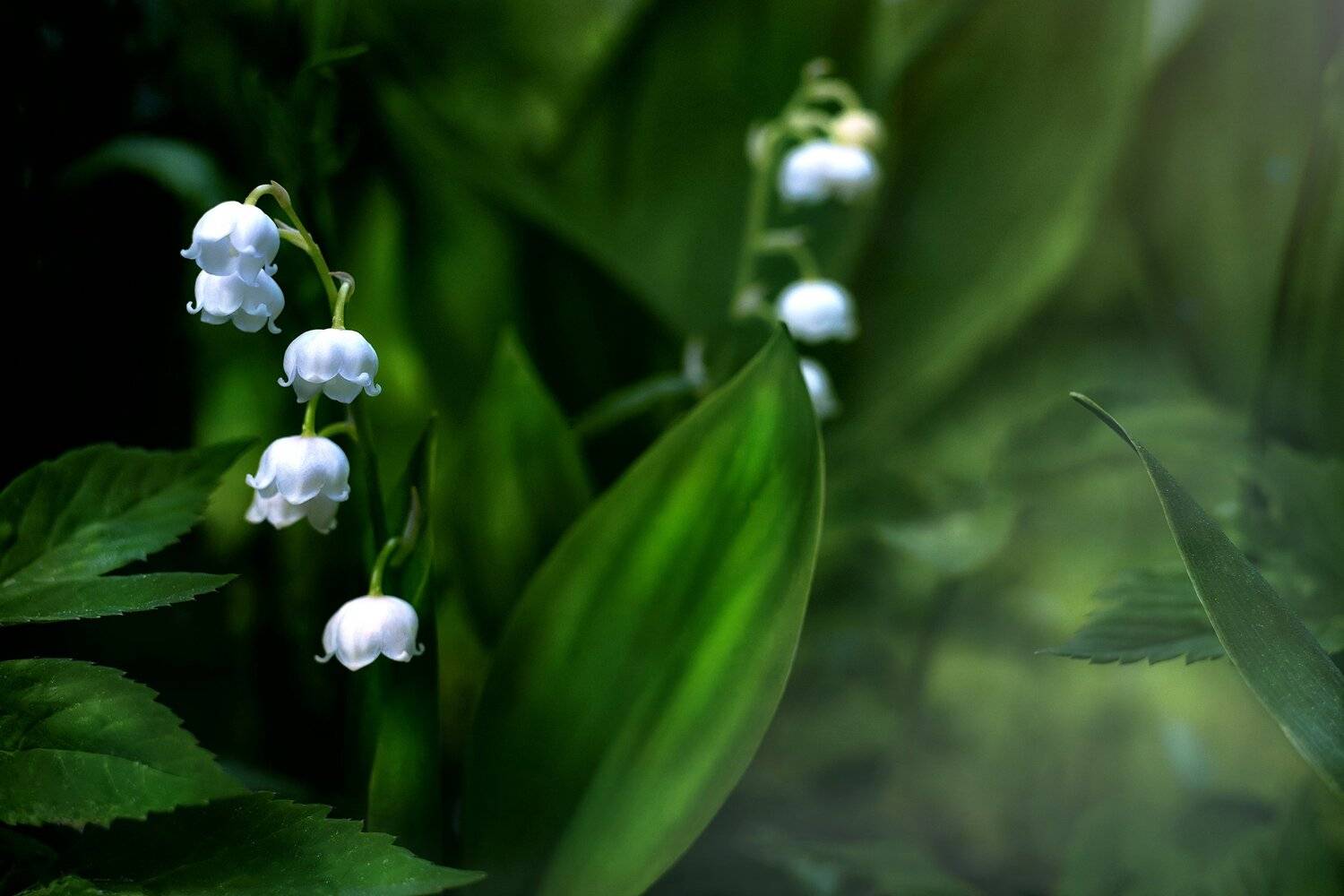 , Рут Андрей