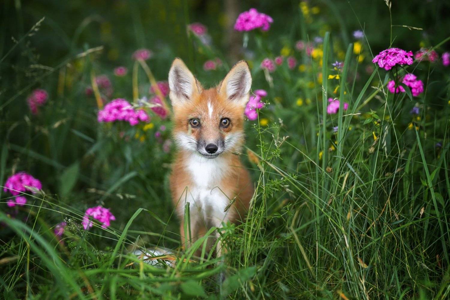 , Андрей Ершов
