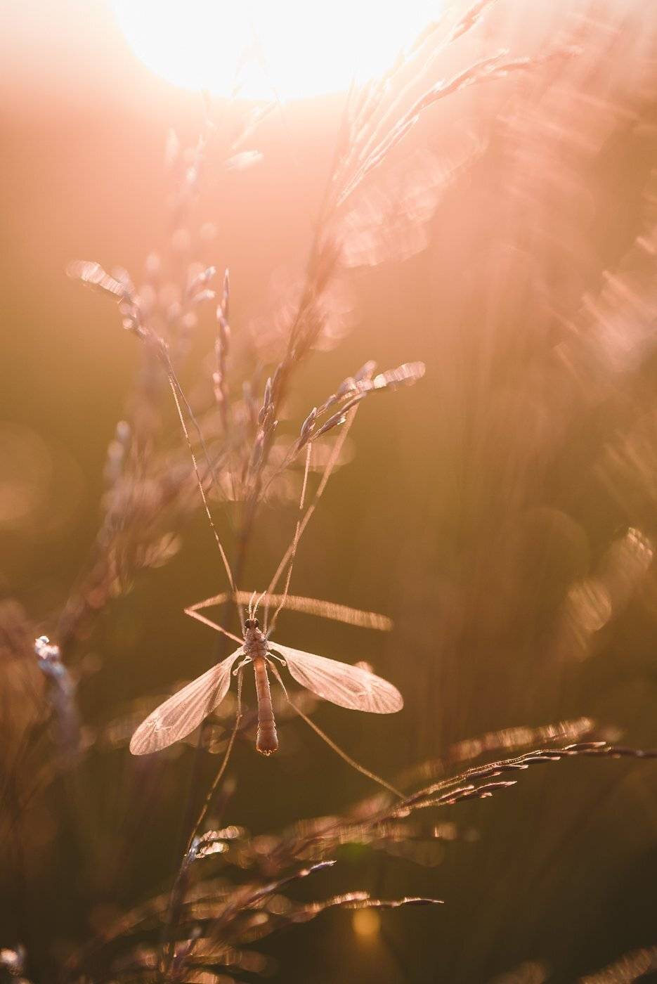 , Григорий Пиль