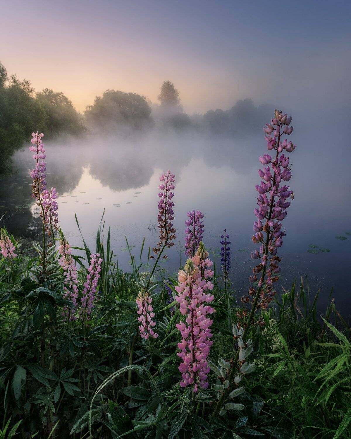 люпины, рассвет, лето, туман, мистика, цветы, природа, пейзаж, московская область, Мартыненко Дмитрий