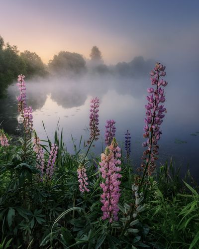 Сонное утро