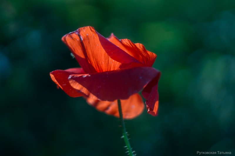 Из жизни маков фото превью