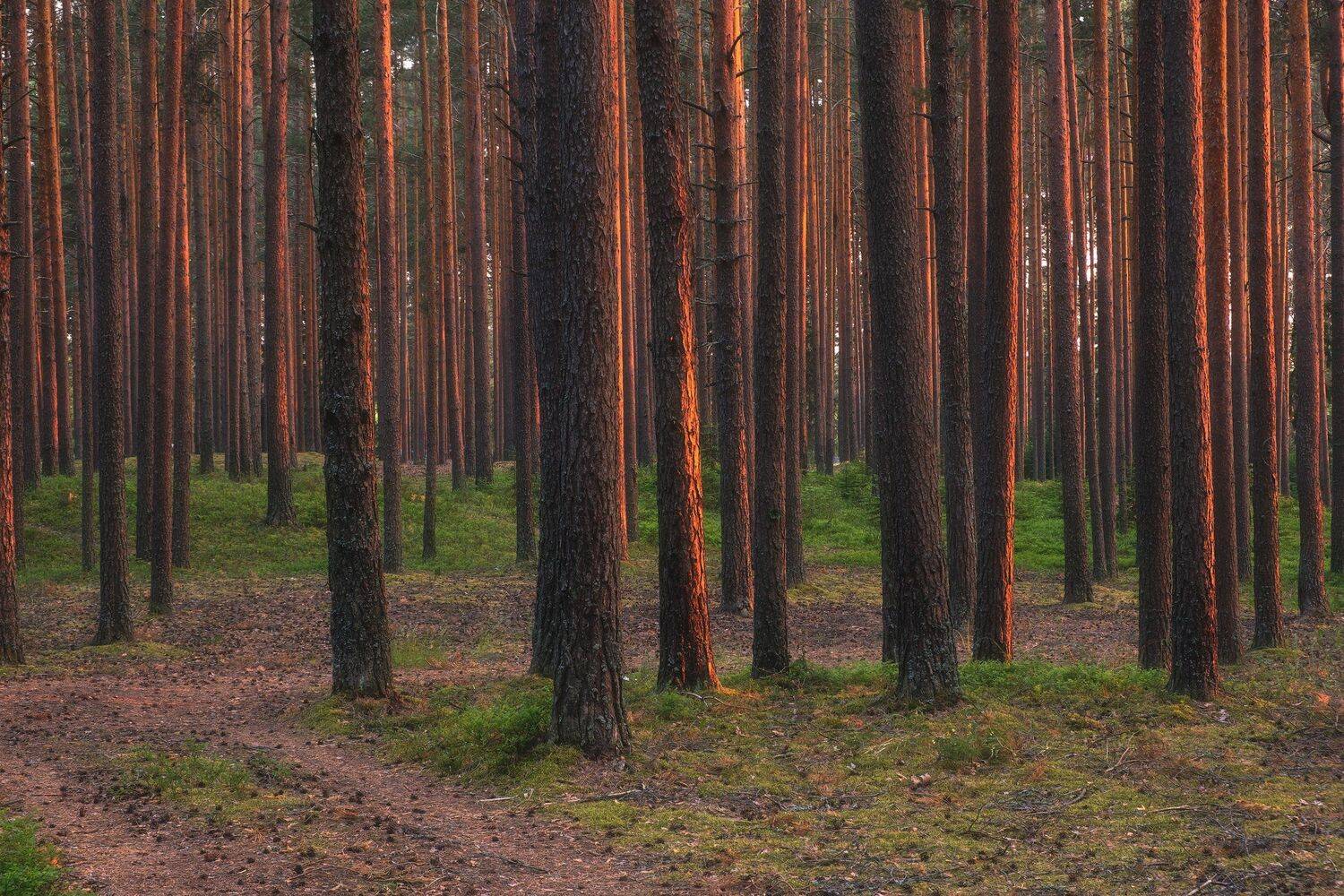 россия, тверская область, селигер, волга, озеро волго, река, лето, природа, пейзаж, закат, сосновый бор, солнце, лес, Оборотов Алексей