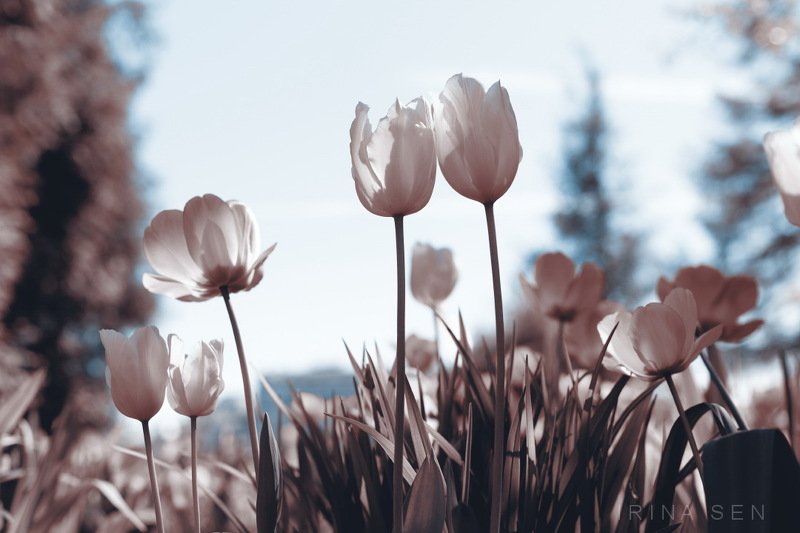 *** фото превью