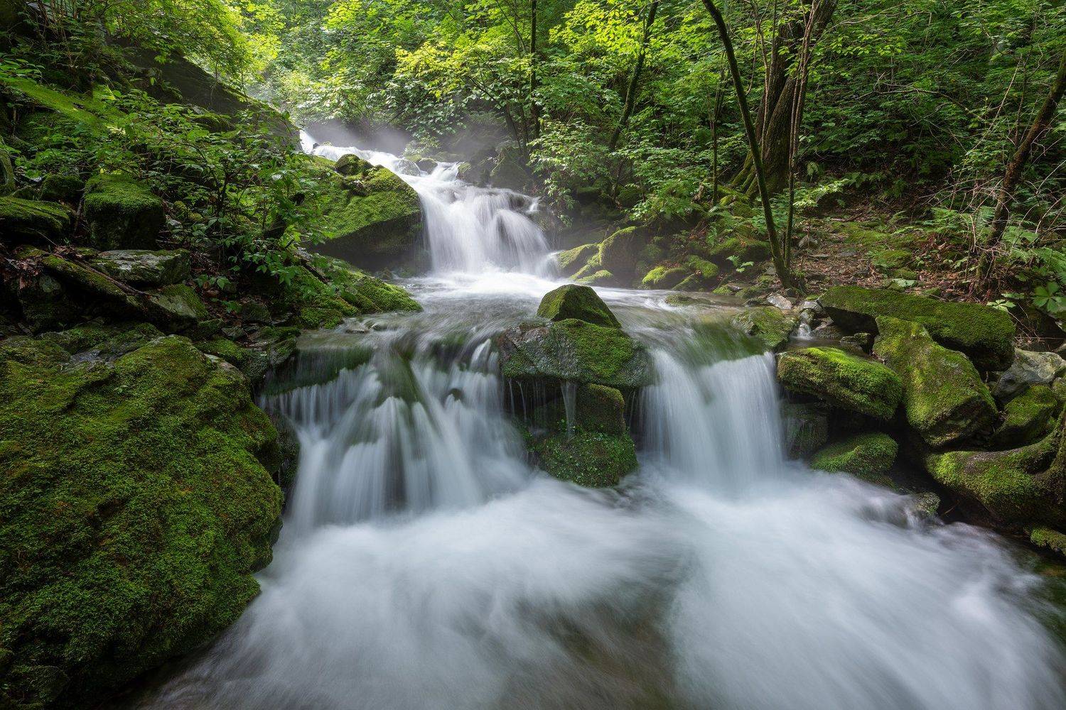 forest, summer, place, korea, trees, waterfalls, moss, light, Jaeyoun Ryu
