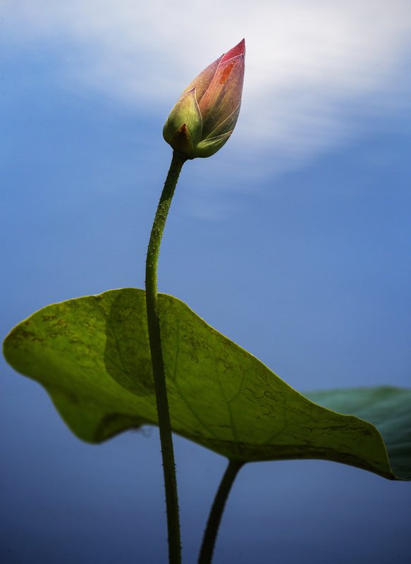 A Lotus! фото превью