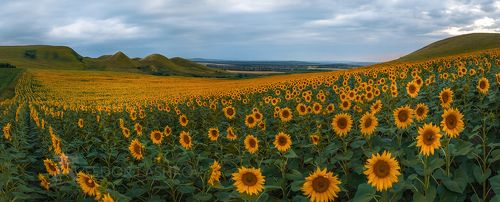 Море подсолнухов