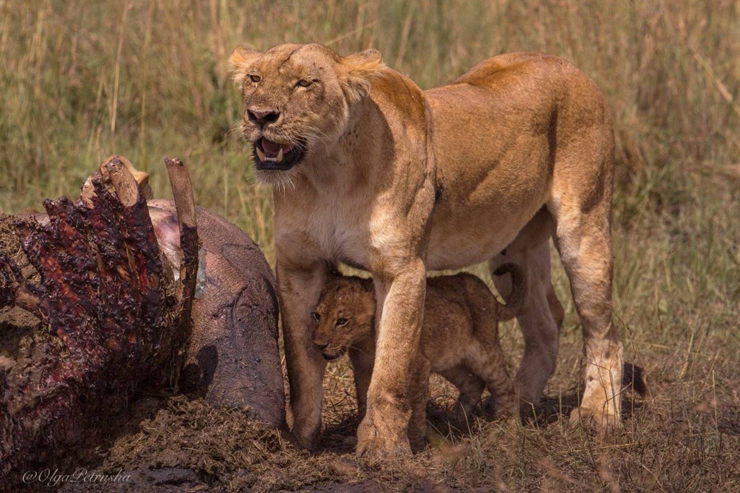 львица, львенок, львы, масаи_мара, кения, африка, охота, добыча, Ольга Петруша