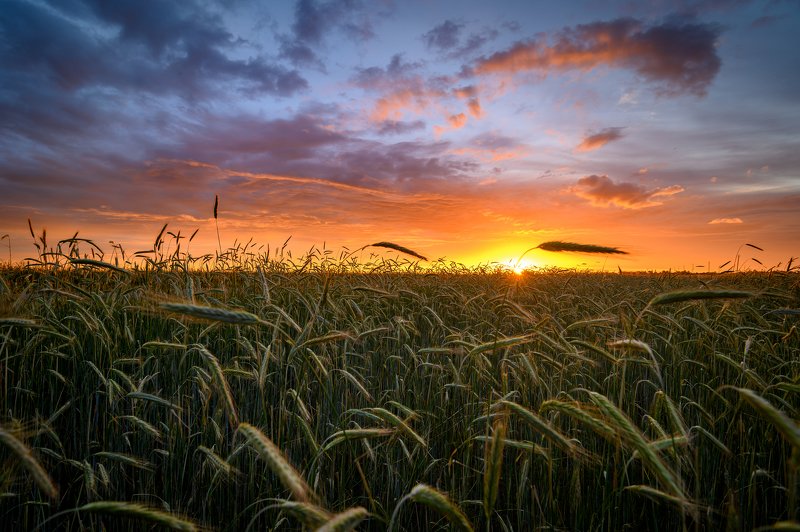 Field, Russian field... фото превью