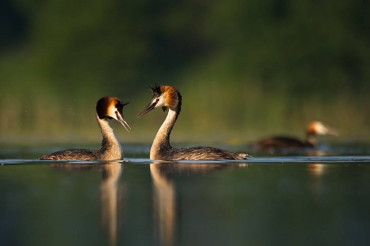 , Robert Adamec