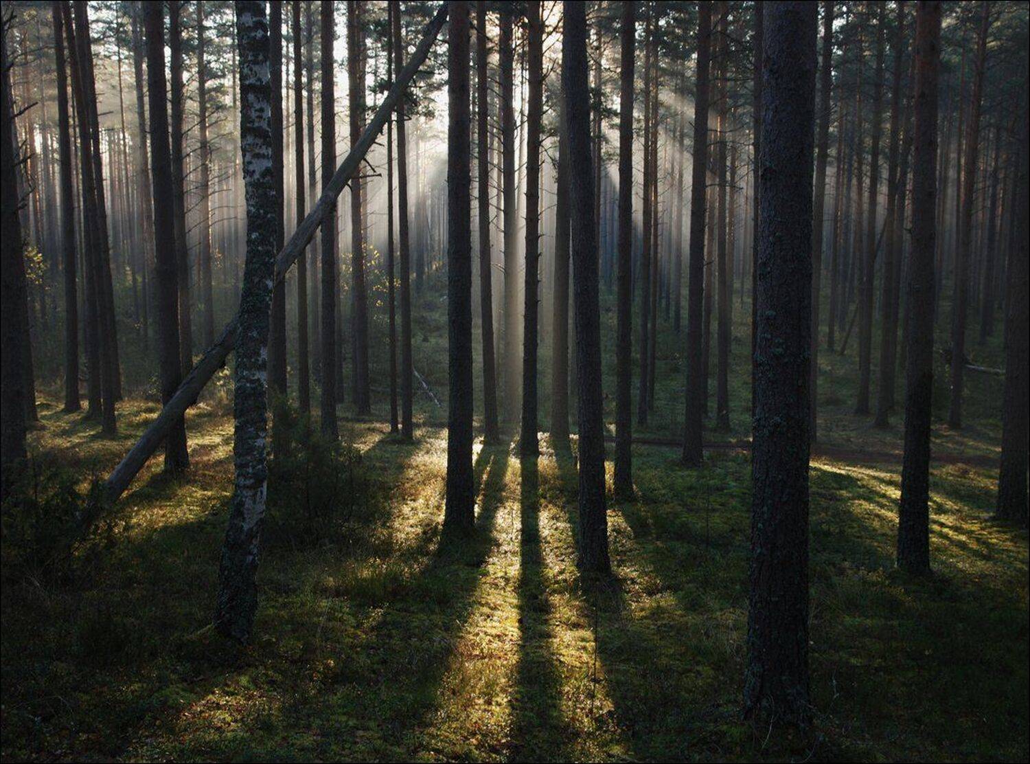 , Крицак Ольга