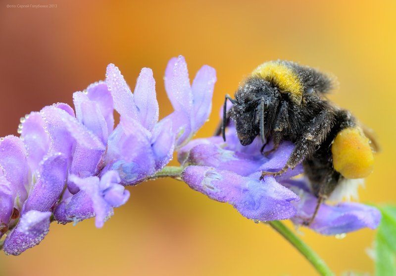 Шмель фото превью