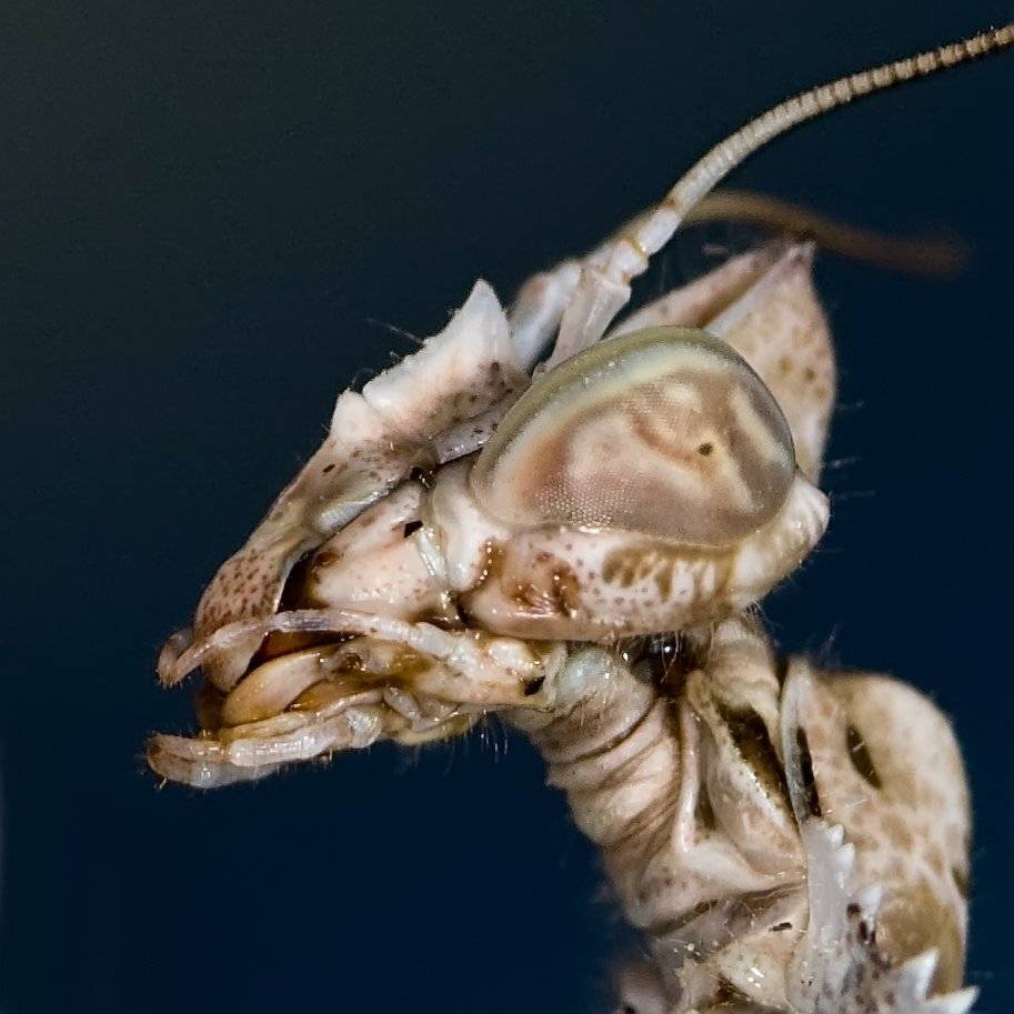 , Игорь ФУММ