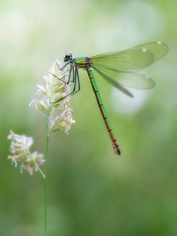 . фото превью