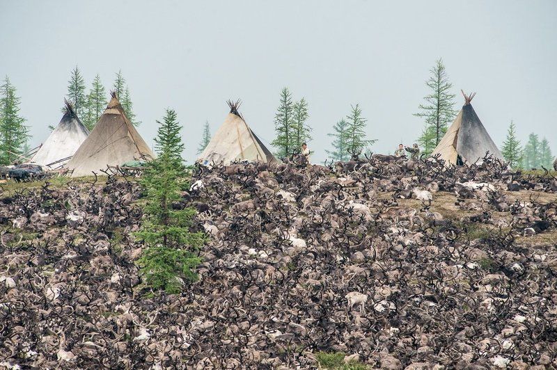 на просторах лесотундры фото превью