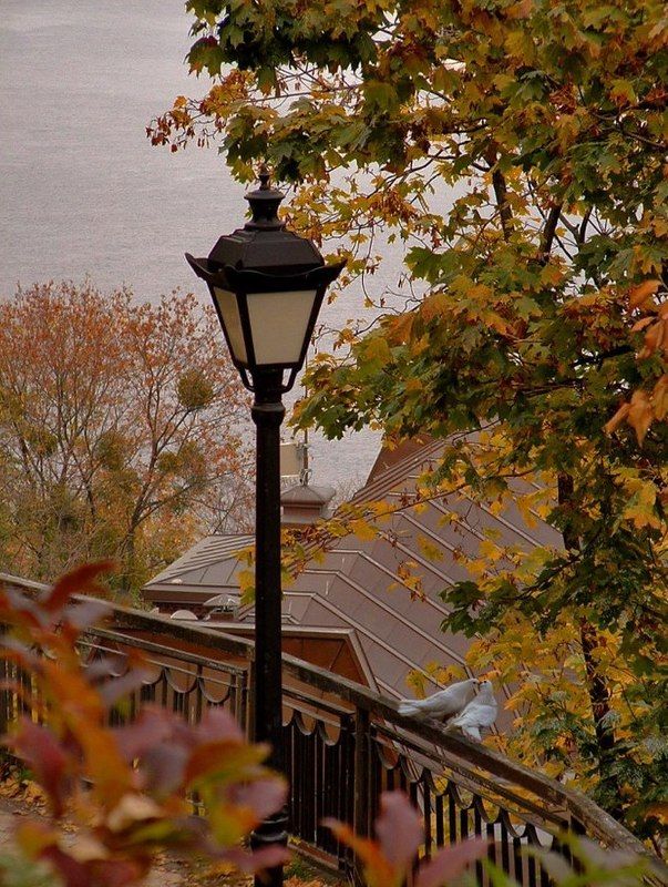 Любовь и голуби фото превью