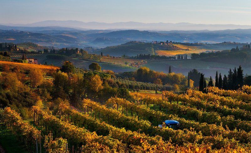 italy, tuscany, tuscan, vineyards, early morning, Tuscan vineyards фото превью